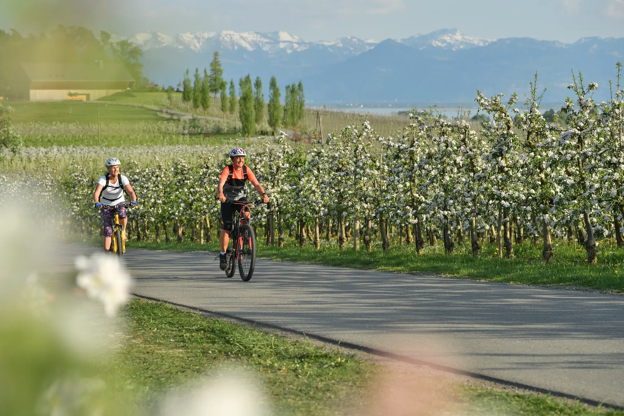 Frühlingshafte Blumen und Bodenseestimmung