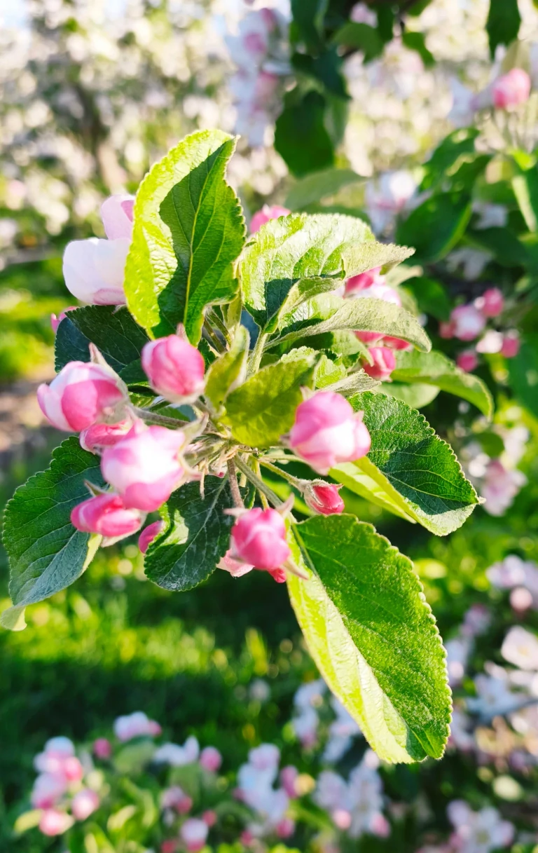 Nahaufnahme rosafarbener Apfelblüten und grüner Blätter im Sonnenlicht