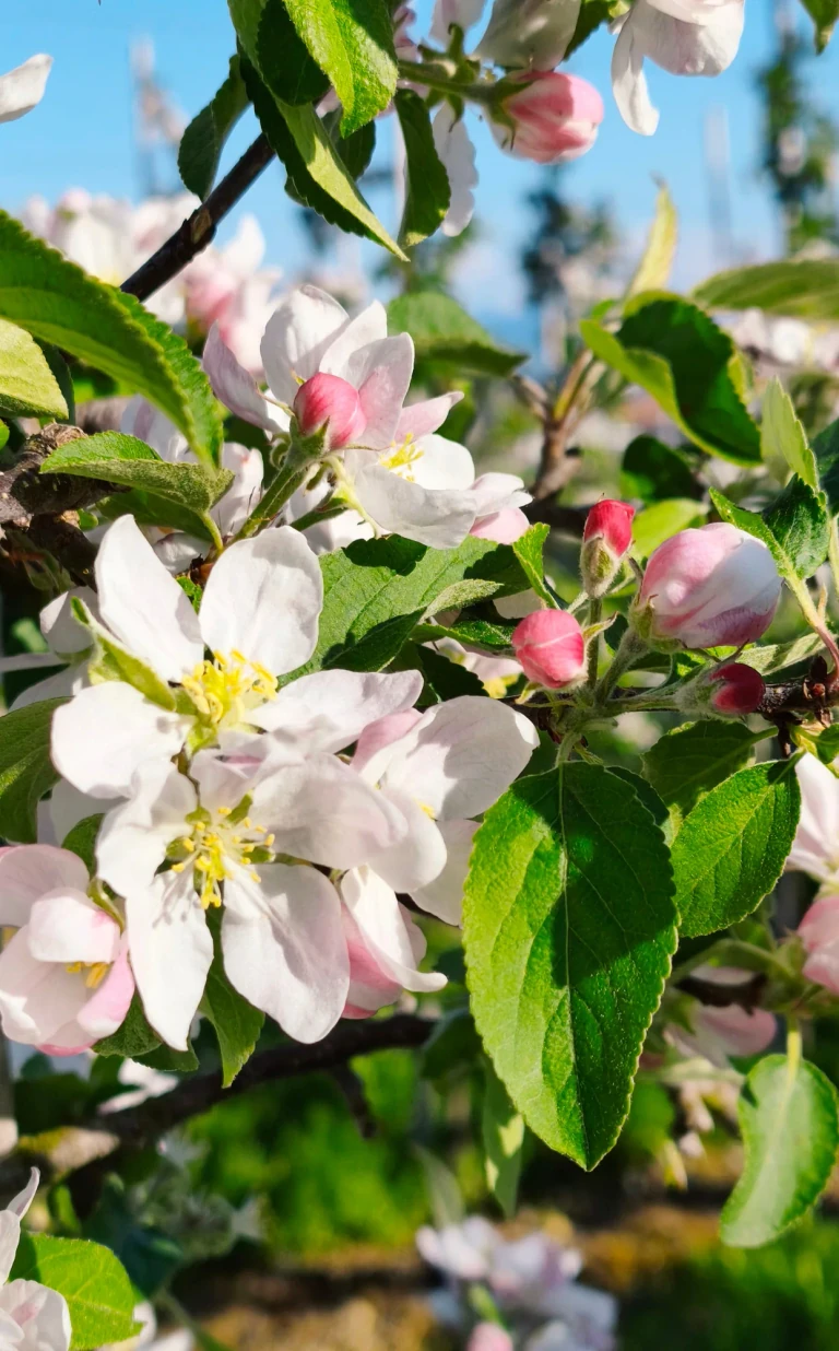 Weiße und rosafarbene Apfelblüten an einem Zweig vor blauem Himmel