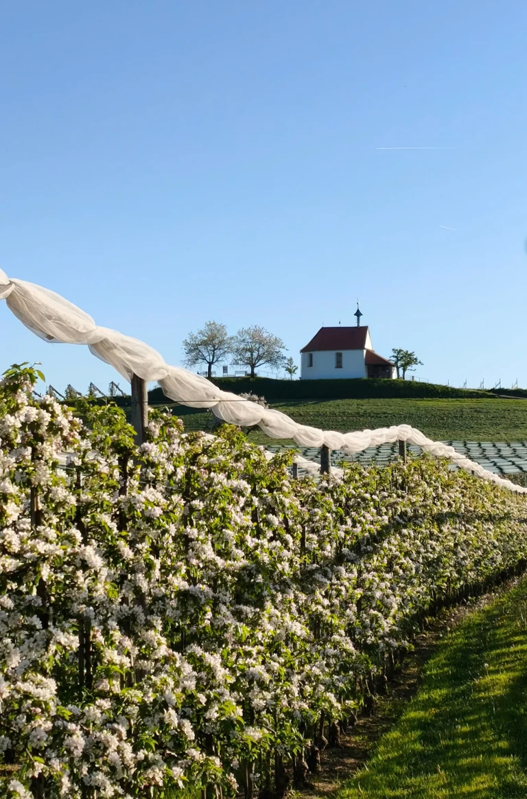 Blühende Obstbaumreihen bei Wasserburg mit Blick zur Antoniuskapelle unter blauem Himmel