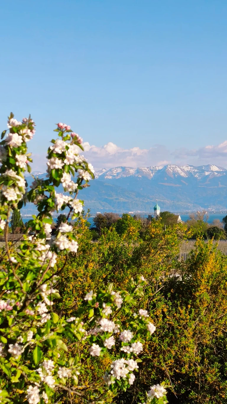Blühende Obstbäume bei Wasserburg mit Blick über den Bodensee zu den schneebedeckten Alpen